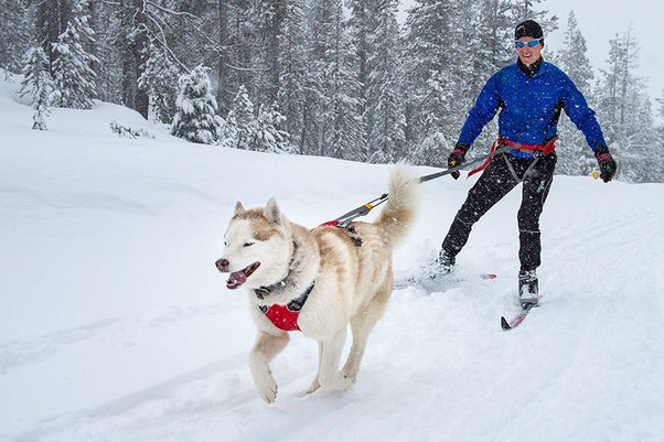 Trekking with Your Four-Legged Friend: A Guide to Dog-Friendly Trails